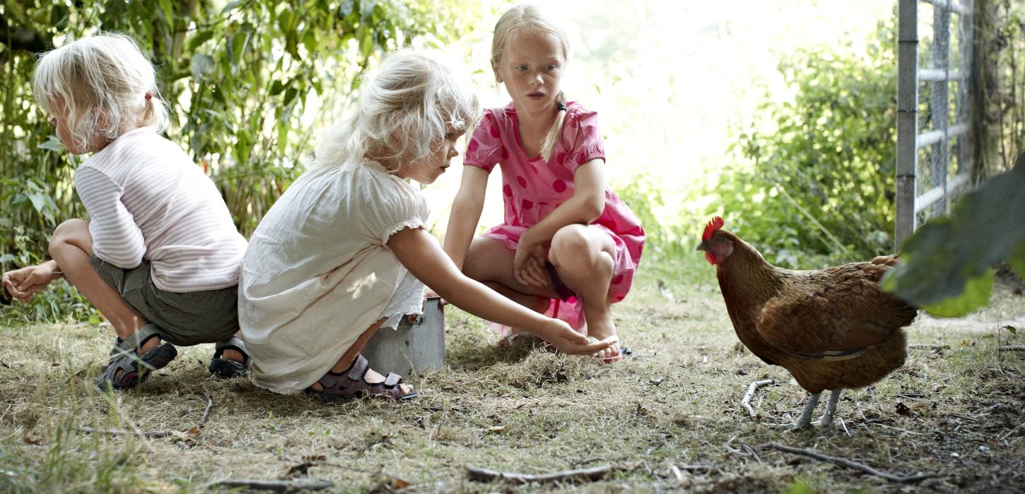 hold ferie på en bondegård