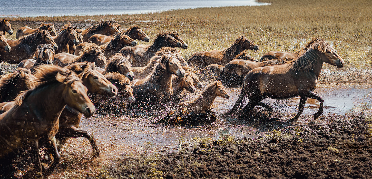 Vilde heste løber gennem et vandhul på Sydlangeland