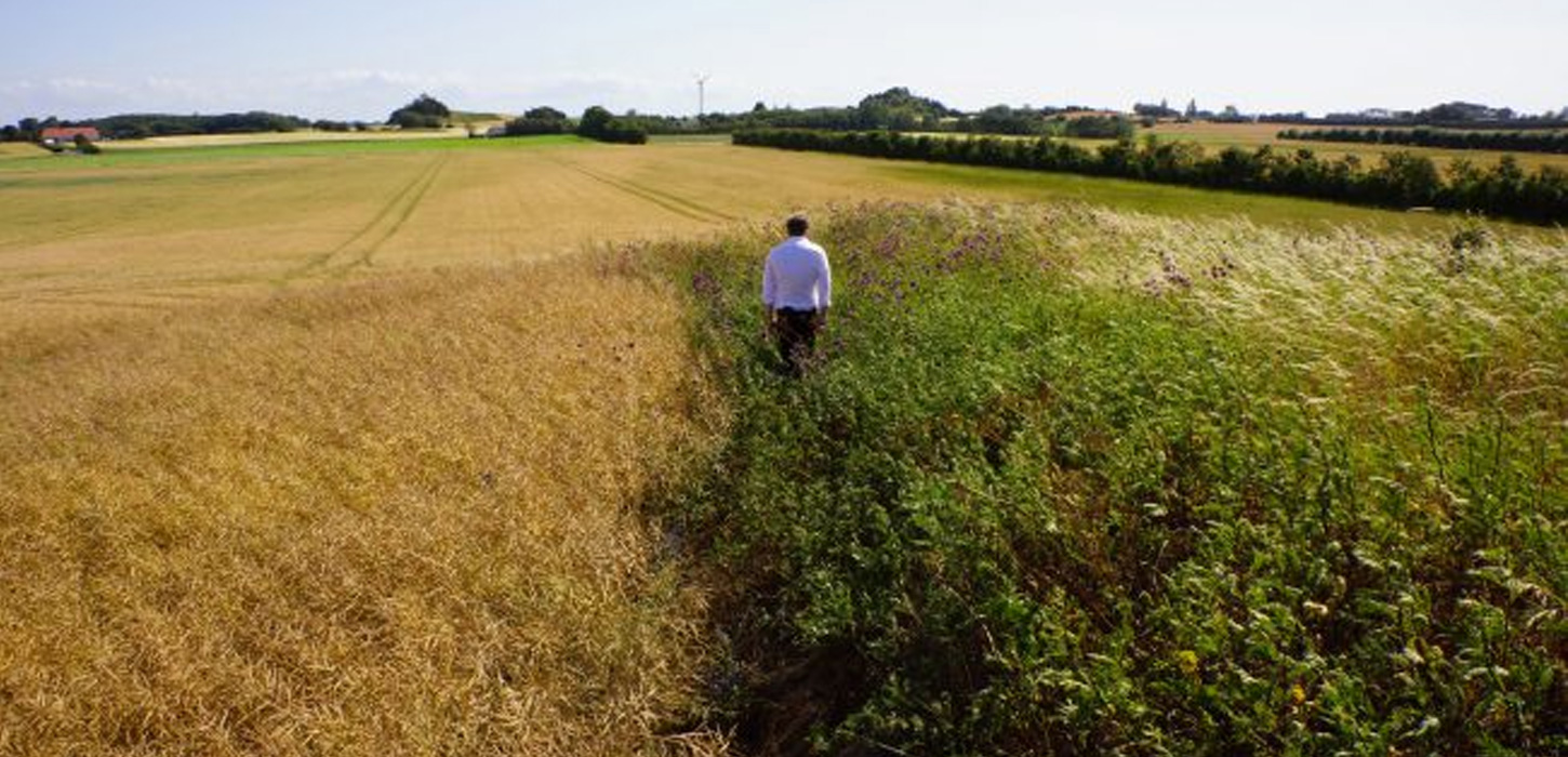 Mand går gennem mark