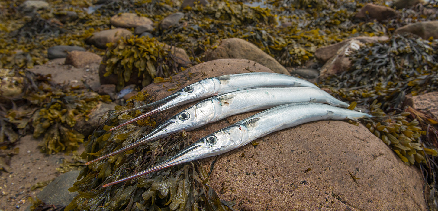 Friskfangede hornfisk liggende på en sten