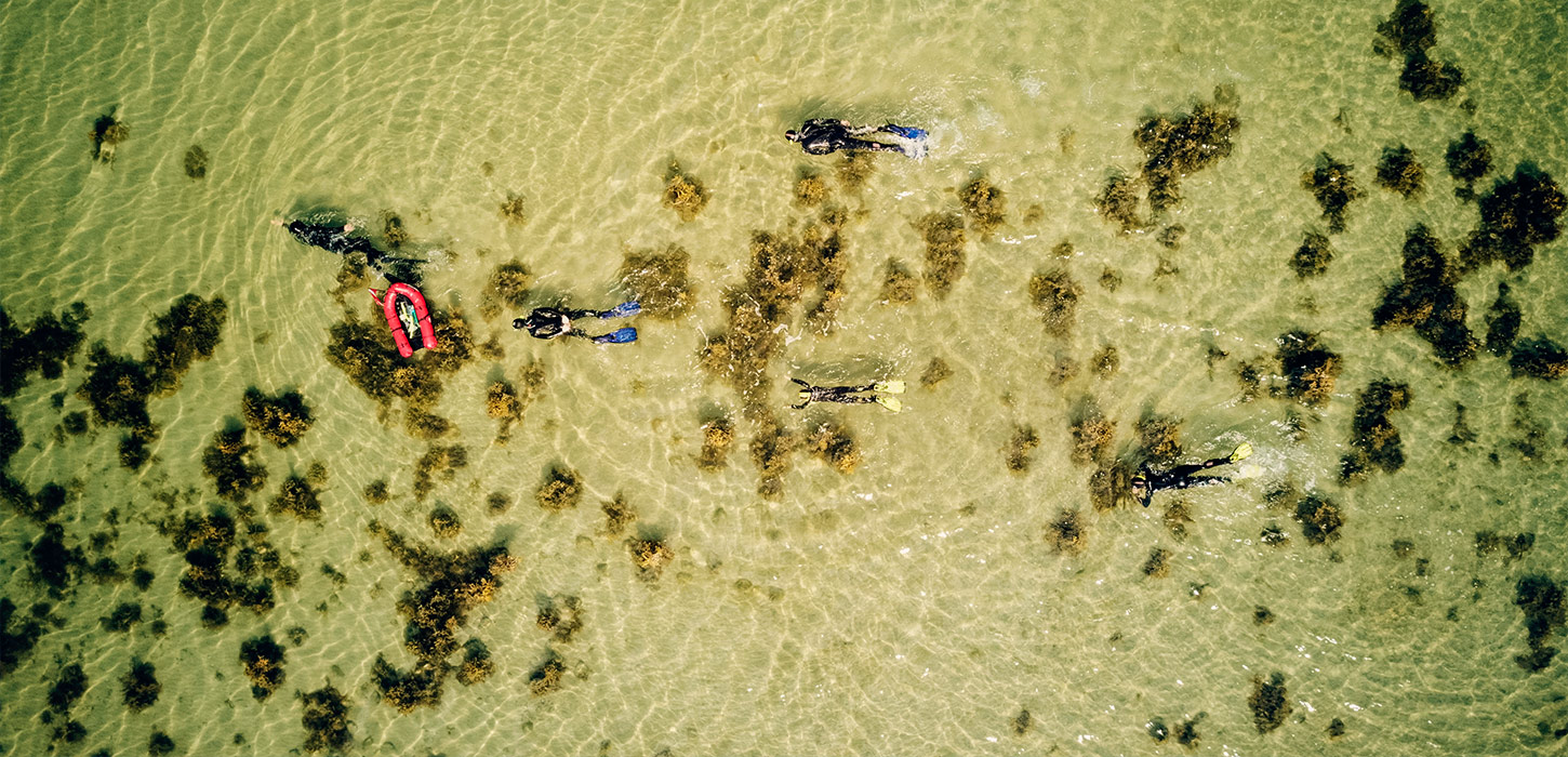 Snorkling i Det Sydfynske Øhav