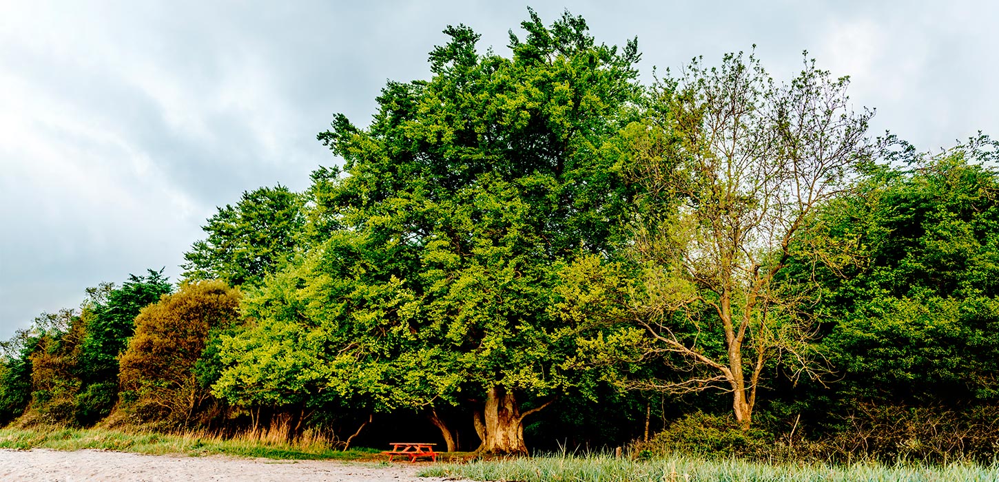Oehlenschlägers Bøg ved Stengade Strand