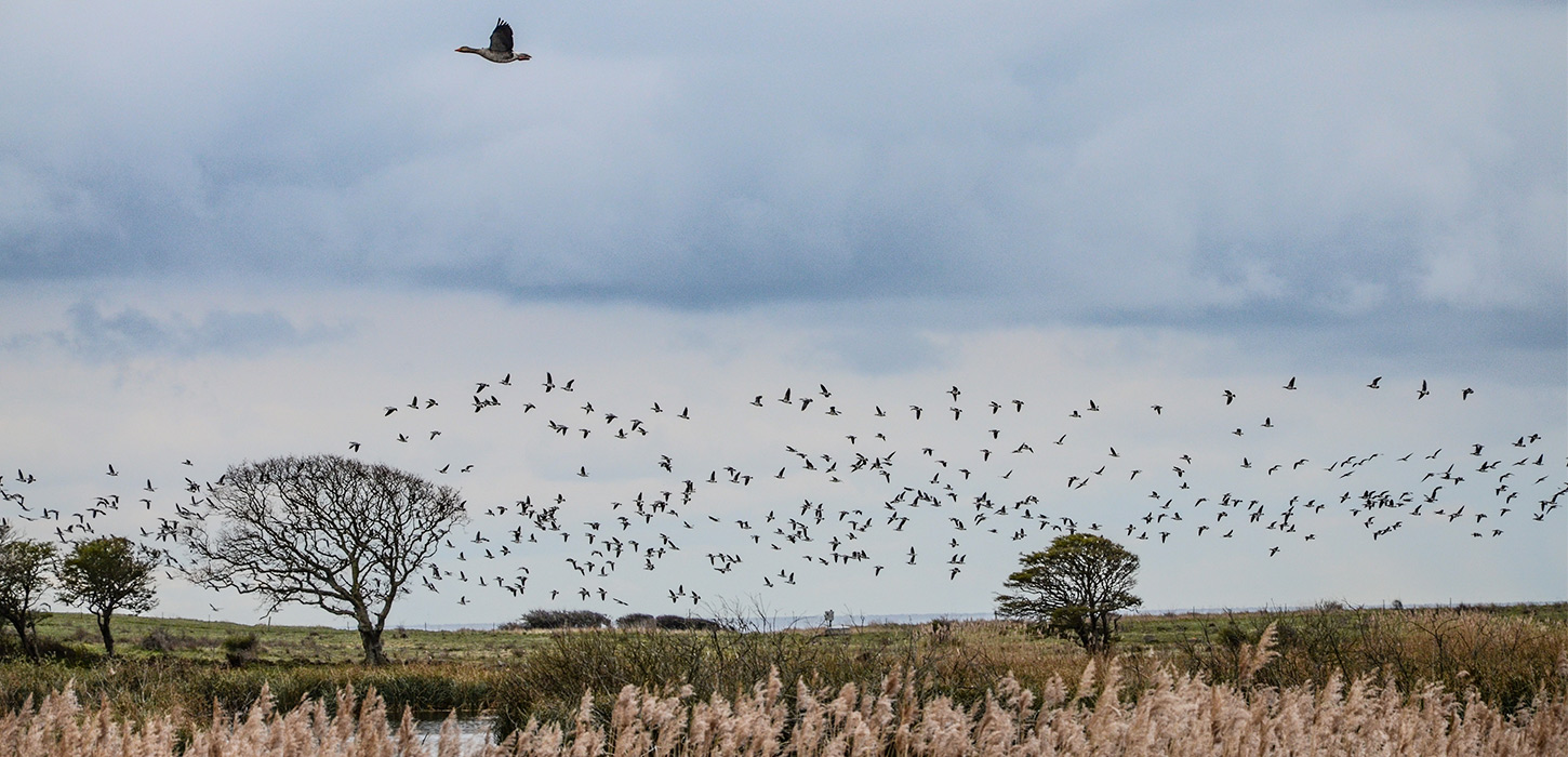 Gulstav mose ænder flyver i flok