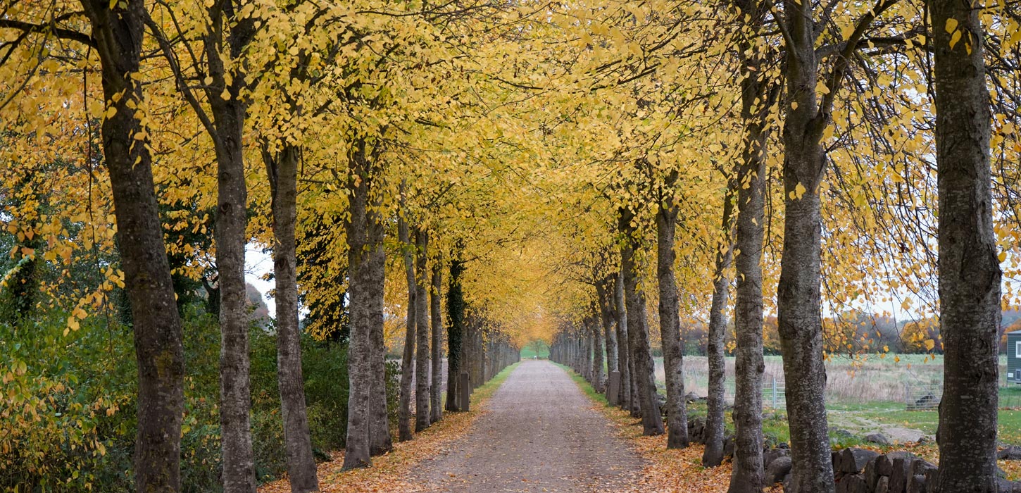 Alléen ved Skovsgaard Gods i efterårsfarver