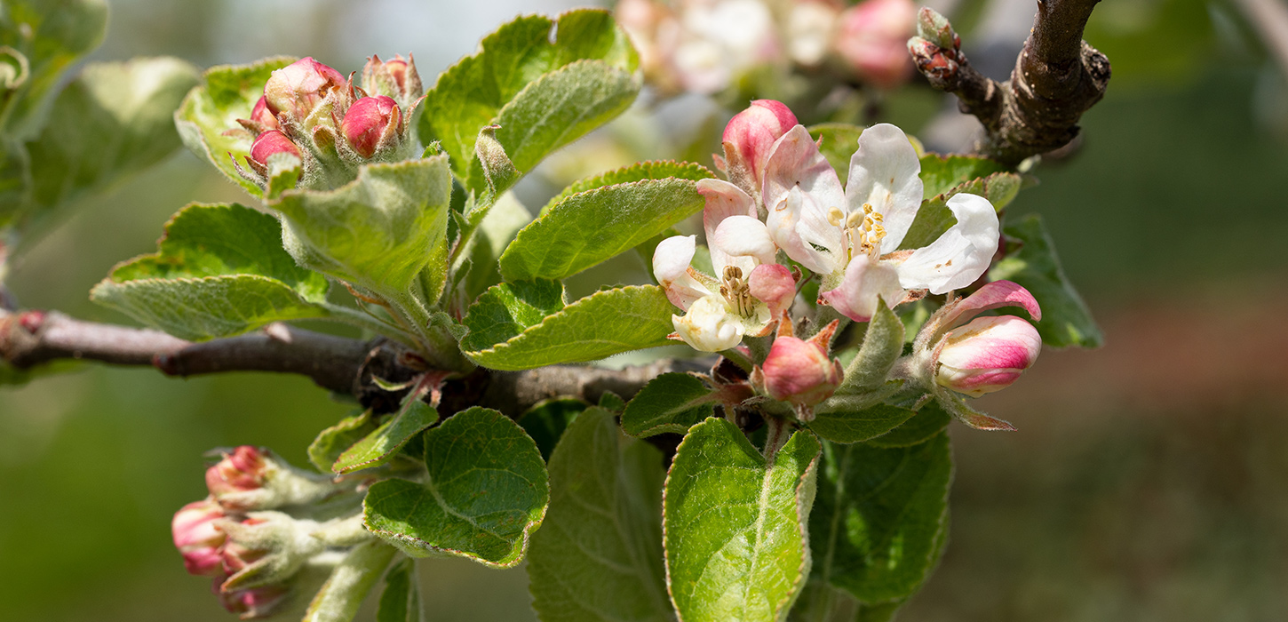 Blomstrende æbletræ