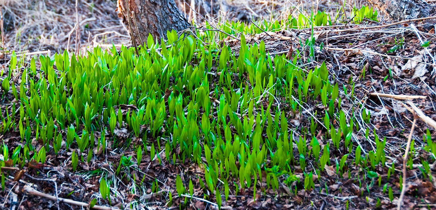 Forårsløg i skovbunden