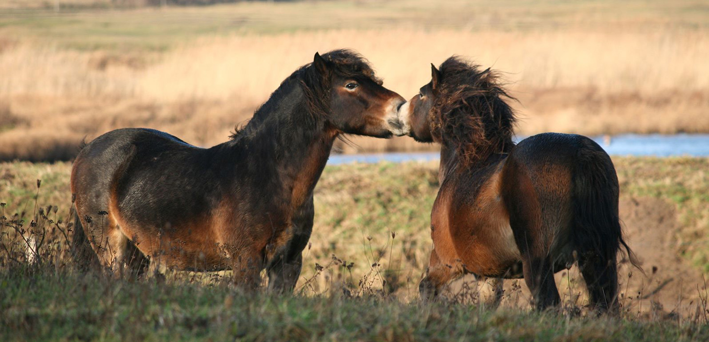 Vilde heste ved Bagenkop