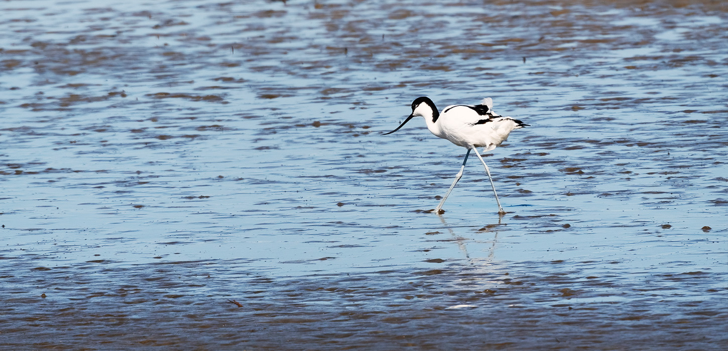 Spadserende klyde i lavt vand